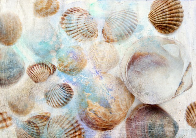 Sea shells on grunge background